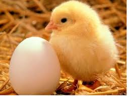 Post image for Chicken or the Egg? It was the Egg